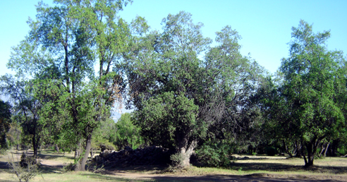 Bosque Nativo Panul